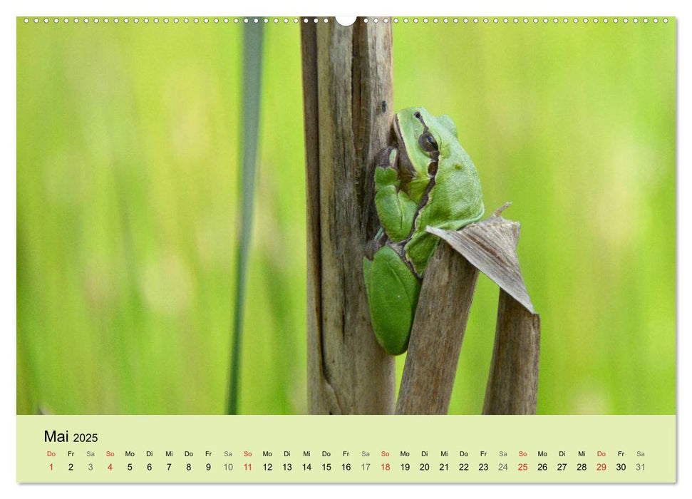 Feuersalamander und Co. (CALVENDO Premium Wandkalender 2025)