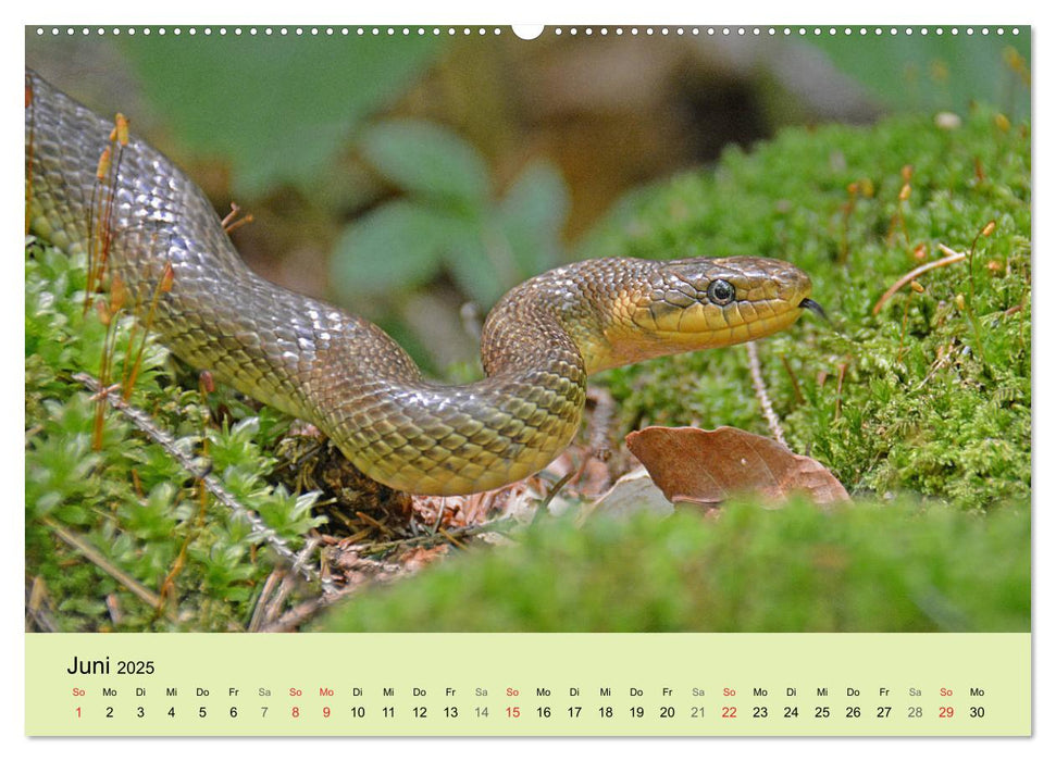 Feuersalamander und Co. (CALVENDO Premium Wandkalender 2025)