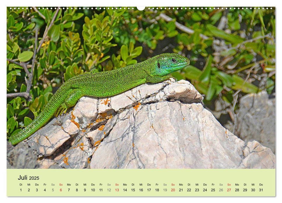 Feuersalamander und Co. (CALVENDO Premium Wandkalender 2025)