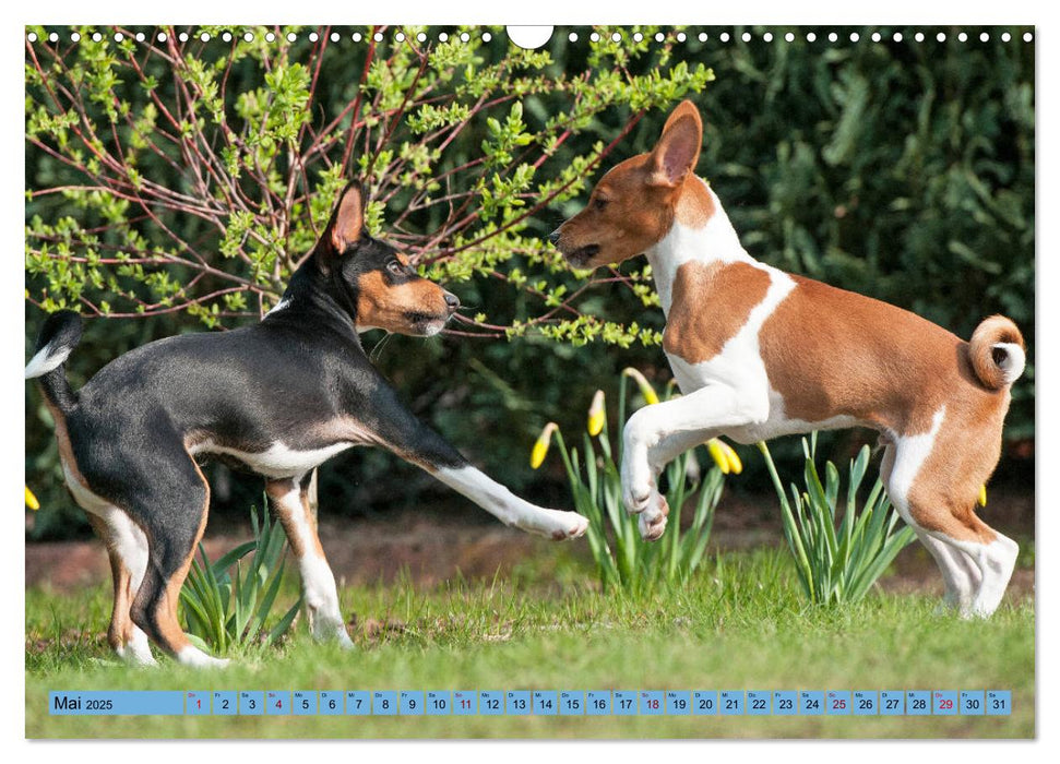 Zauberhafte Basenji-Welpen (CALVENDO Wandkalender 2025)