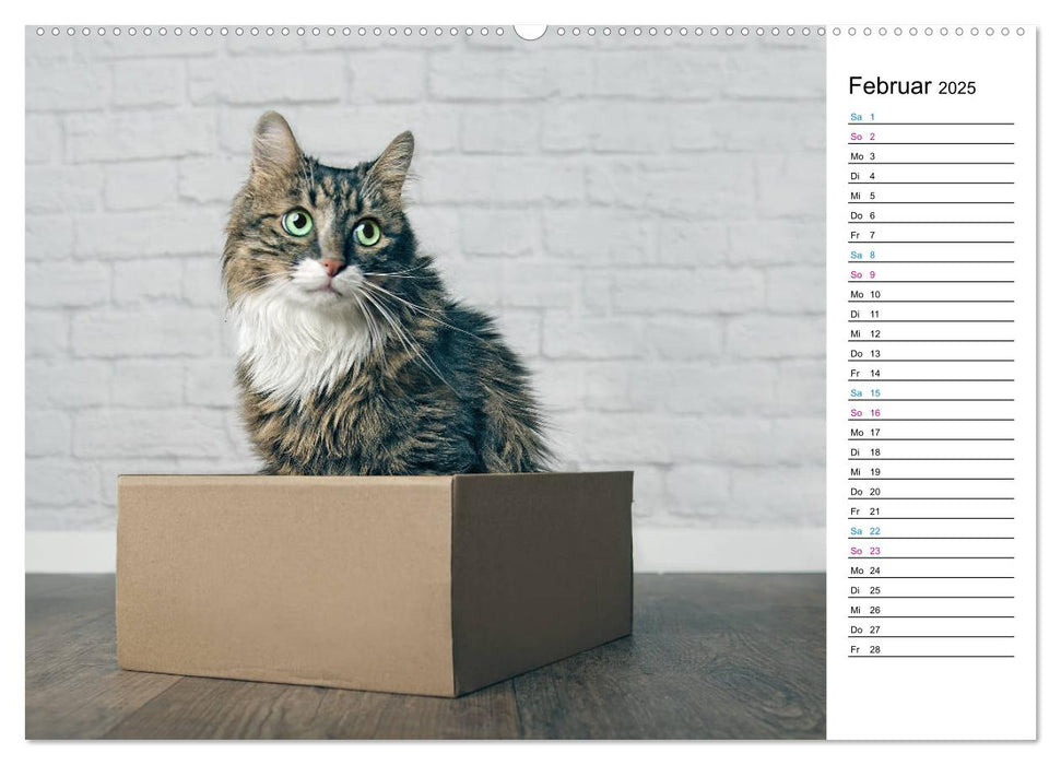 Karton Katzen (CALVENDO Premium Wandkalender 2025)