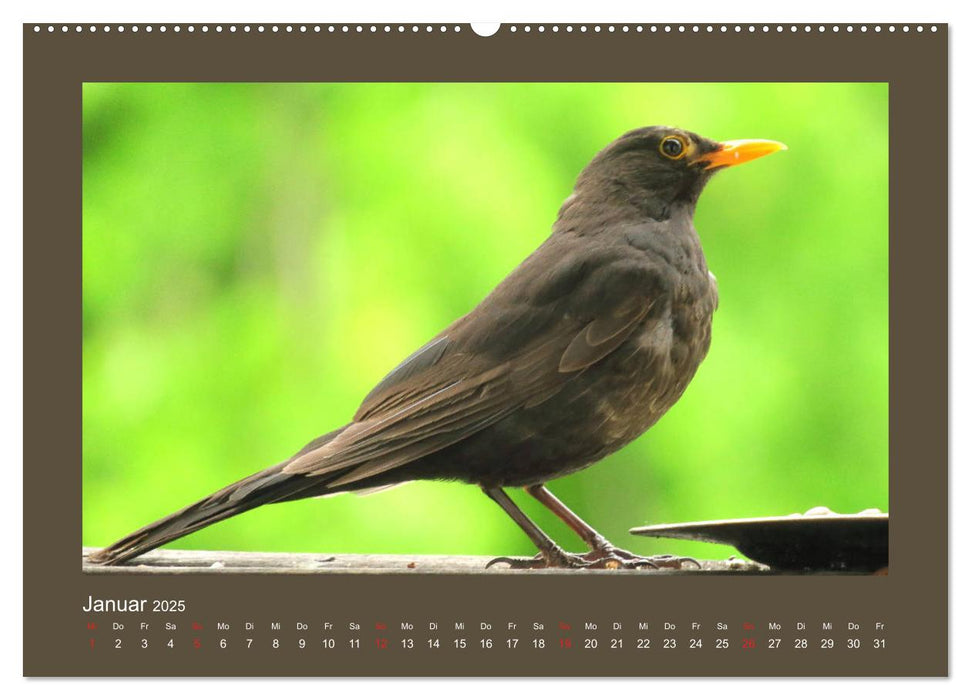 Vogelporträts - Heimische Vögel auf meinem Balkon (CALVENDO Premium Wandkalender 2025)