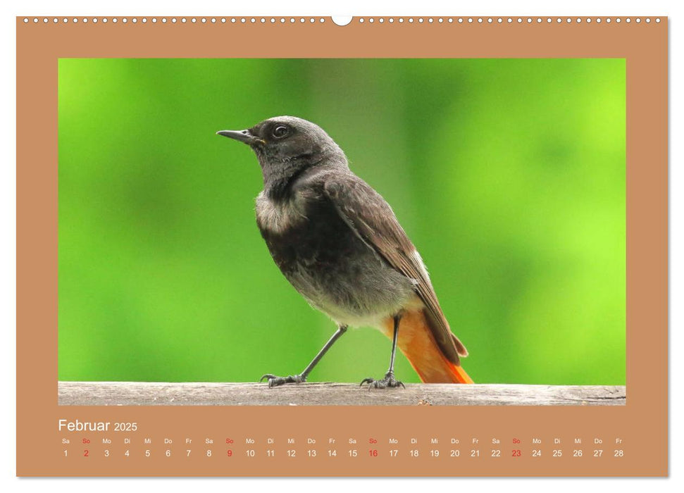 Vogelporträts - Heimische Vögel auf meinem Balkon (CALVENDO Premium Wandkalender 2025)