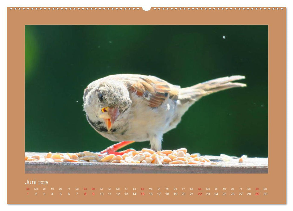 Vogelporträts - Heimische Vögel auf meinem Balkon (CALVENDO Premium Wandkalender 2025)