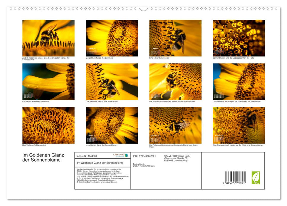 Im Goldenen Glanz der Sonnenblume (CALVENDO Premium Wandkalender 2025)