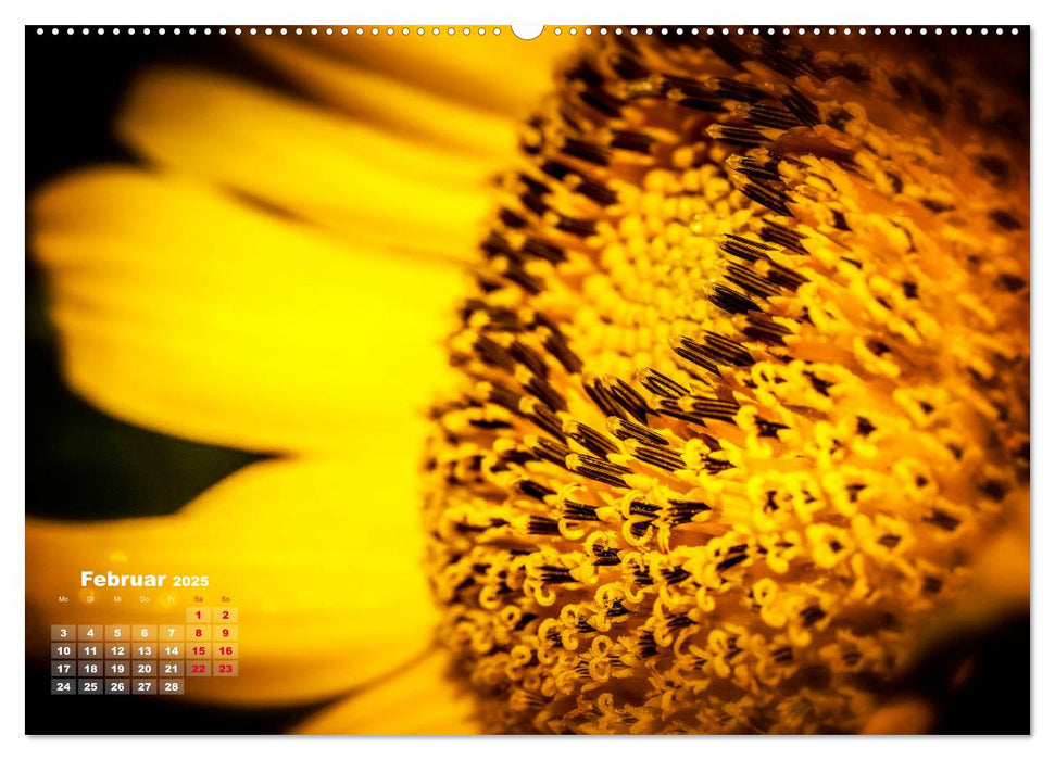 Im Goldenen Glanz der Sonnenblume (CALVENDO Premium Wandkalender 2025)