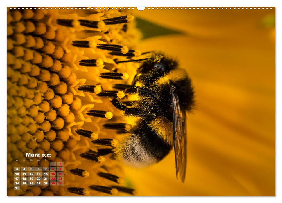 Im Goldenen Glanz der Sonnenblume (CALVENDO Premium Wandkalender 2025)