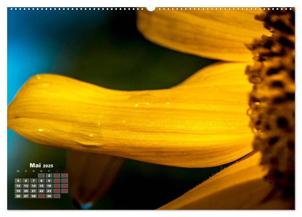 Im Goldenen Glanz der Sonnenblume (CALVENDO Premium Wandkalender 2025)