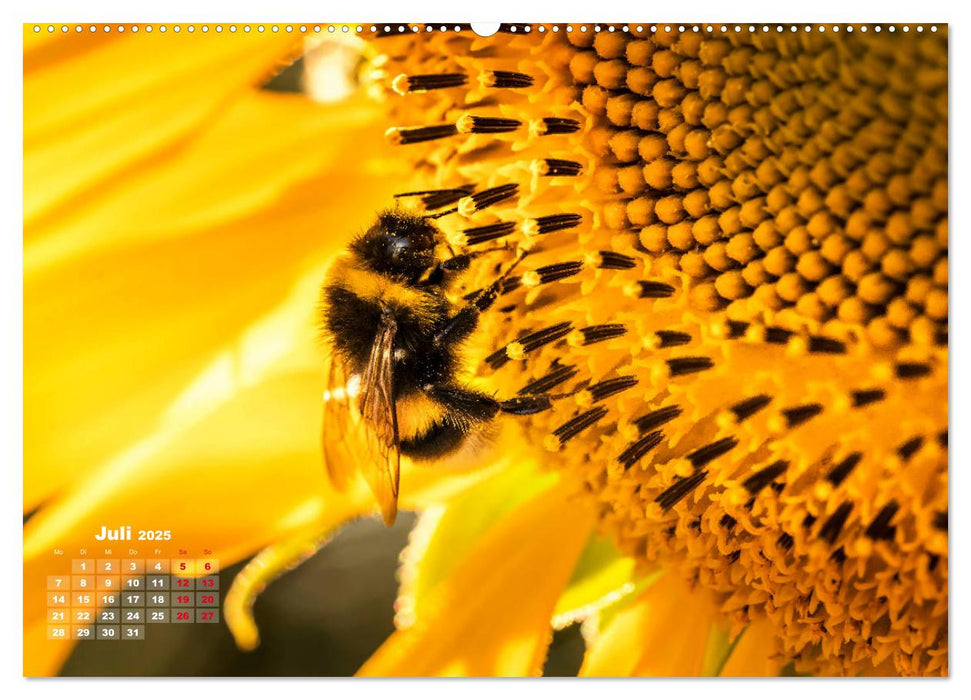 Im Goldenen Glanz der Sonnenblume (CALVENDO Premium Wandkalender 2025)