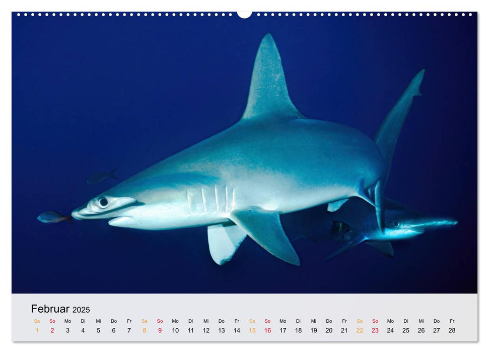 Costa Rica - Cocos Island (CALVENDO Premium Wandkalender 2025)