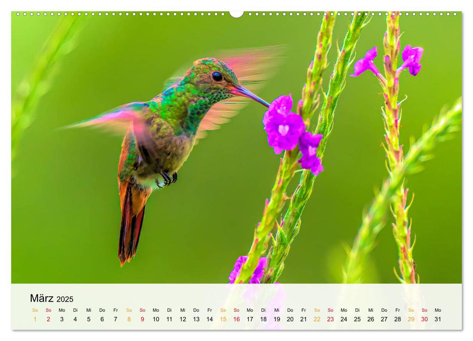 Costa Rica - Cocos Island (CALVENDO Premium Wandkalender 2025)