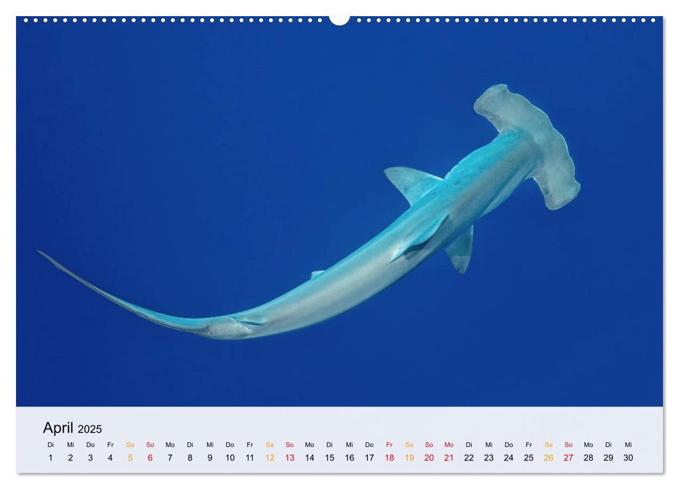 Costa Rica - Cocos Island (CALVENDO Premium Wandkalender 2025)