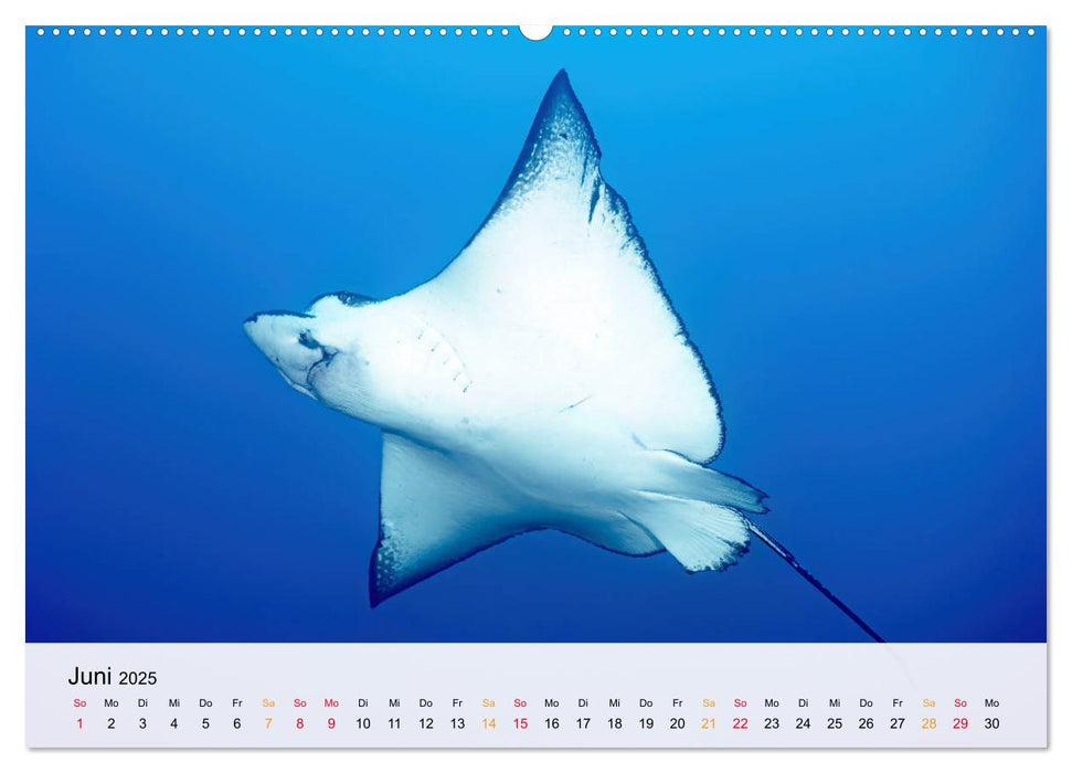 Costa Rica - Cocos Island (CALVENDO Premium Wandkalender 2025)