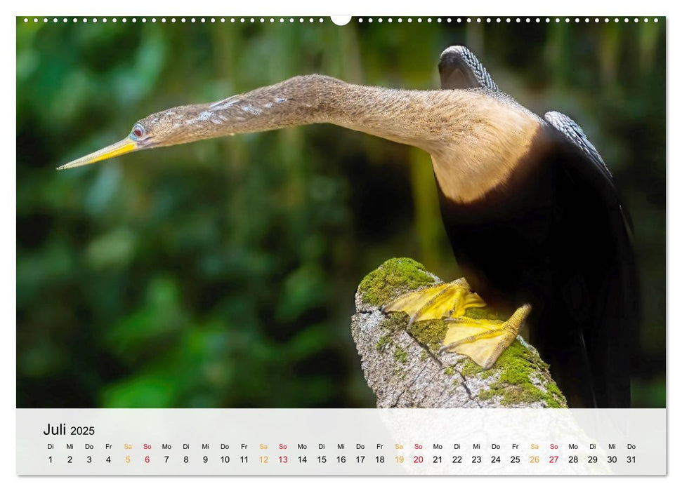 Costa Rica - Cocos Island (CALVENDO Premium Wandkalender 2025)