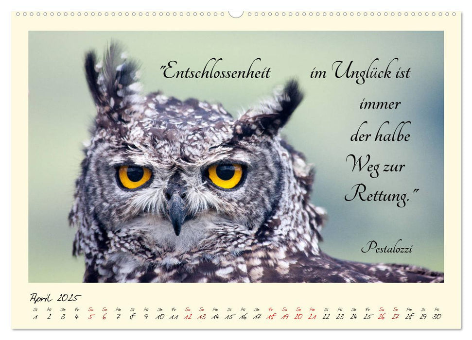 Glücksmomente Glücks-Zitate zu Fotos der großartigen südafrikanischen Tierwelt (CALVENDO Premium Wandkalender 2025)