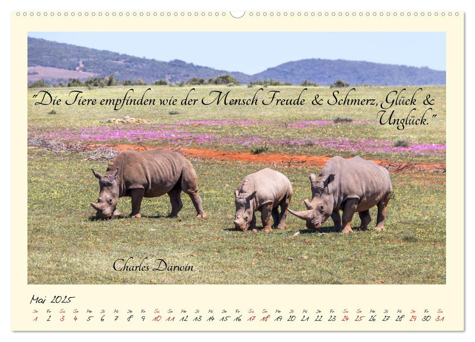 Glücksmomente Glücks-Zitate zu Fotos der großartigen südafrikanischen Tierwelt (CALVENDO Premium Wandkalender 2025)