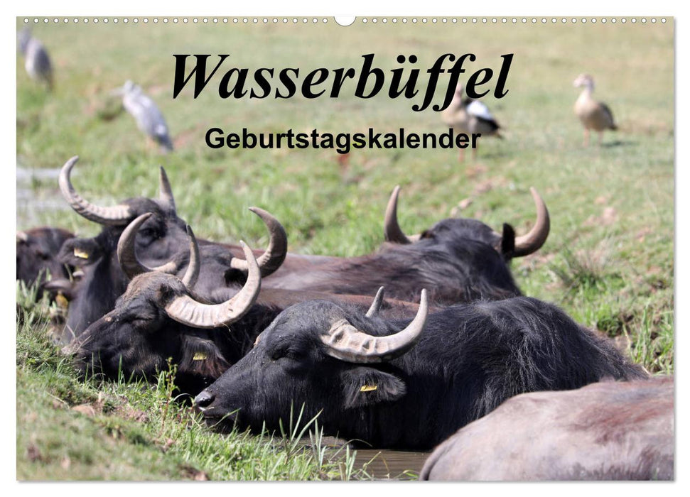 Wasserbüffel - Geburtstagskalender (CALVENDO Wandkalender 2025)