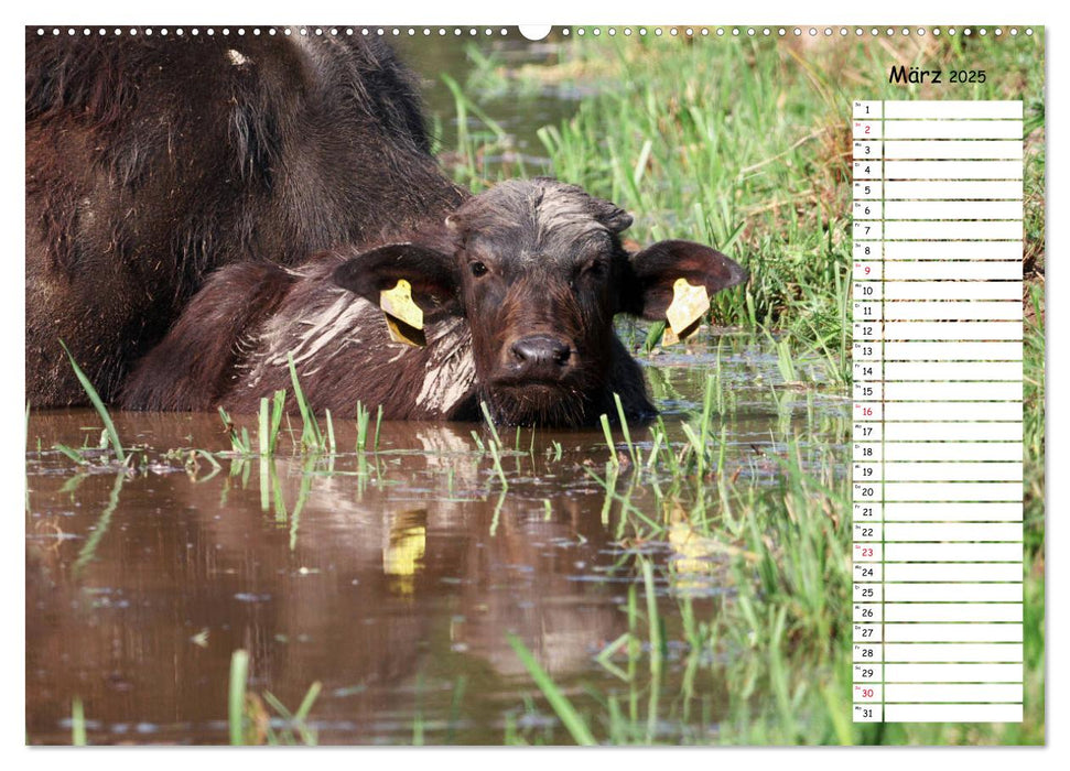 Wasserbüffel - Geburtstagskalender (CALVENDO Wandkalender 2025)