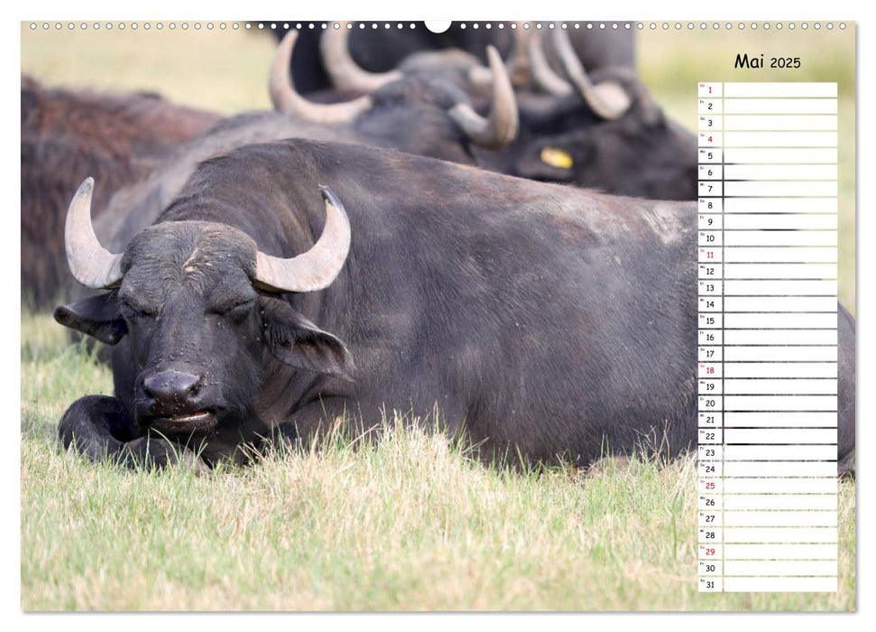 Wasserbüffel - Geburtstagskalender (CALVENDO Wandkalender 2025)