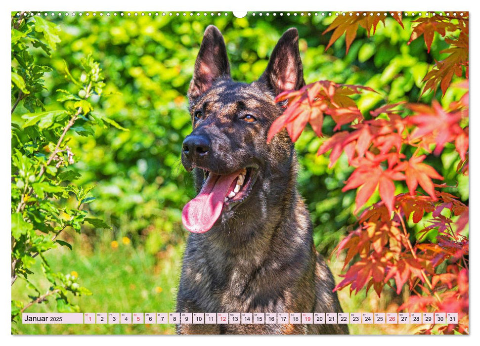 Freund und Beschützer - Der Malinois (CALVENDO Premium Wandkalender 2025)