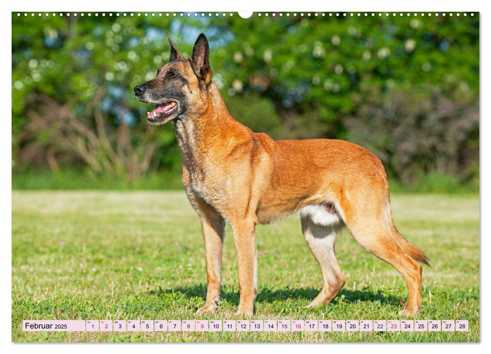 Freund und Beschützer - Der Malinois (CALVENDO Premium Wandkalender 2025)