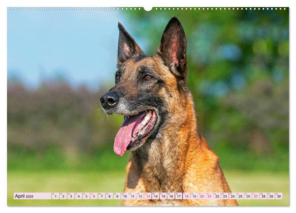 Freund und Beschützer - Der Malinois (CALVENDO Premium Wandkalender 2025)