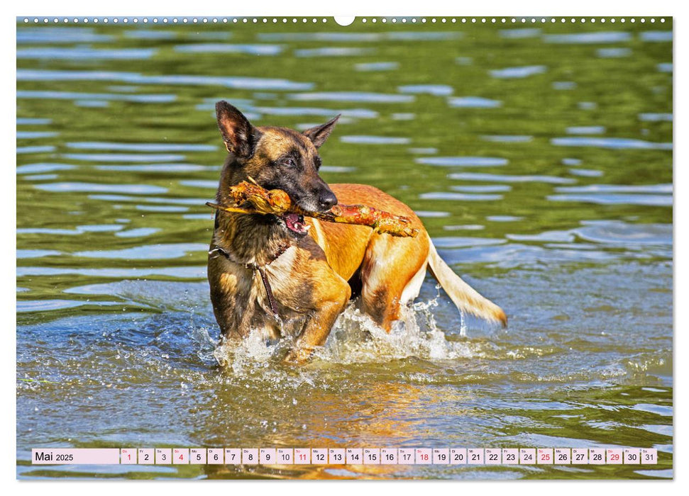 Freund und Beschützer - Der Malinois (CALVENDO Premium Wandkalender 2025)