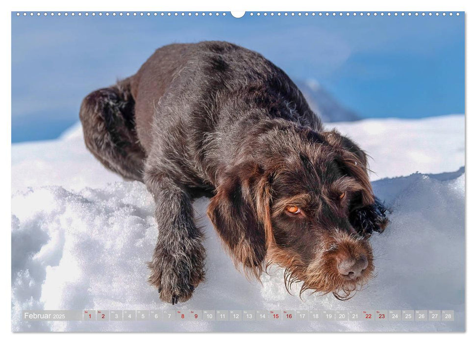 Deutsch Drahthaar - Ein Jahr mit Max (CALVENDO Premium Wandkalender 2025)