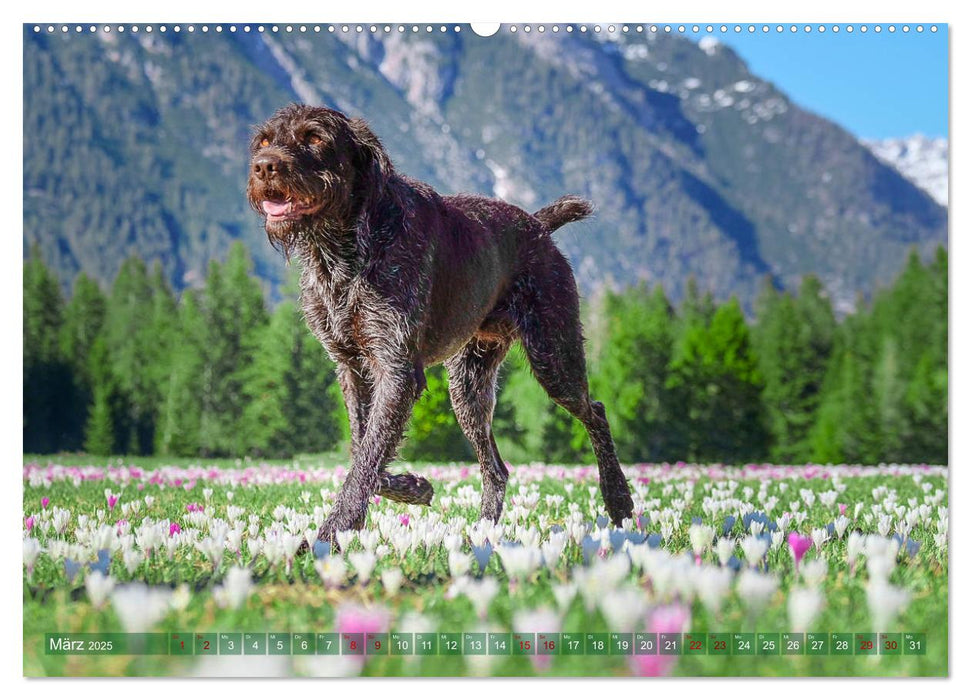 Deutsch Drahthaar - Ein Jahr mit Max (CALVENDO Premium Wandkalender 2025)