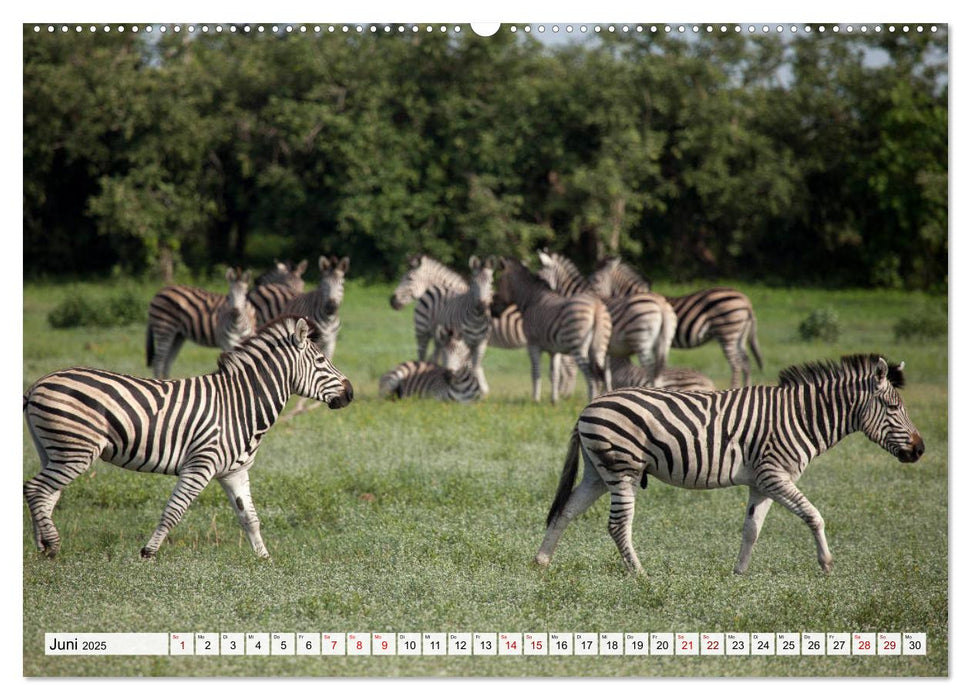 Traumreise durch Afrika (CALVENDO Wandkalender 2025)