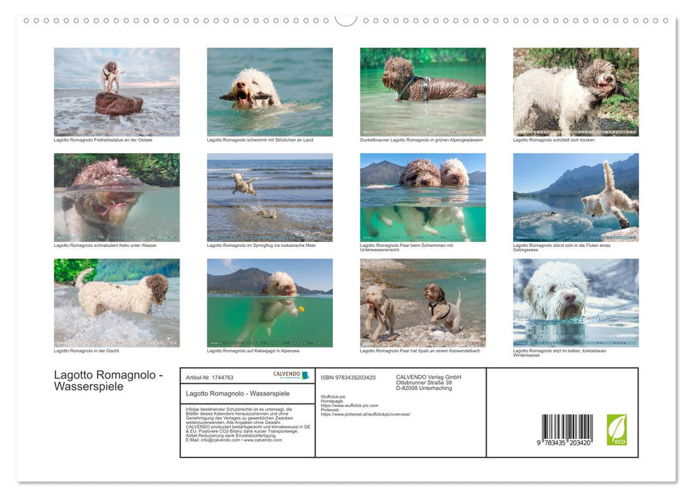 Lagotto Romagnolo - Wasserspiele (CALVENDO Premium Wandkalender 2025)