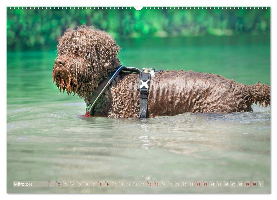 Lagotto Romagnolo - Wasserspiele (CALVENDO Premium Wandkalender 2025)