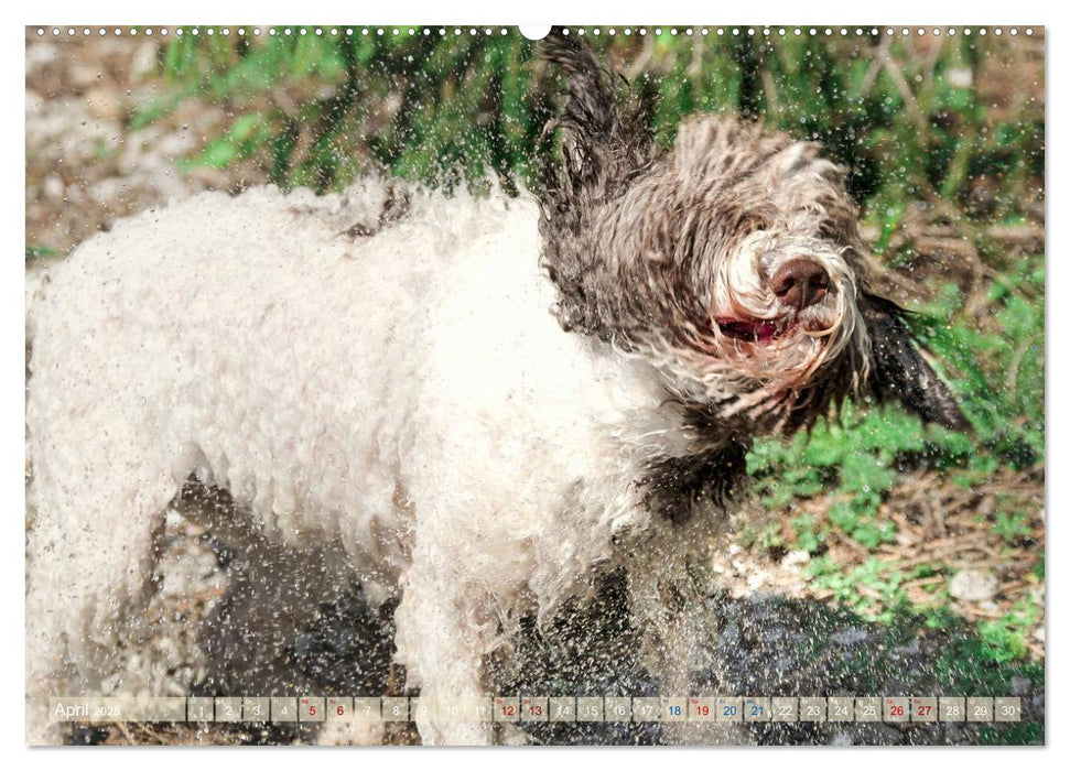 Lagotto Romagnolo - Wasserspiele (CALVENDO Premium Wandkalender 2025)