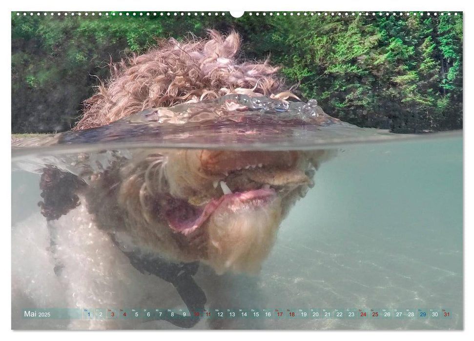 Lagotto Romagnolo - Wasserspiele (CALVENDO Premium Wandkalender 2025)