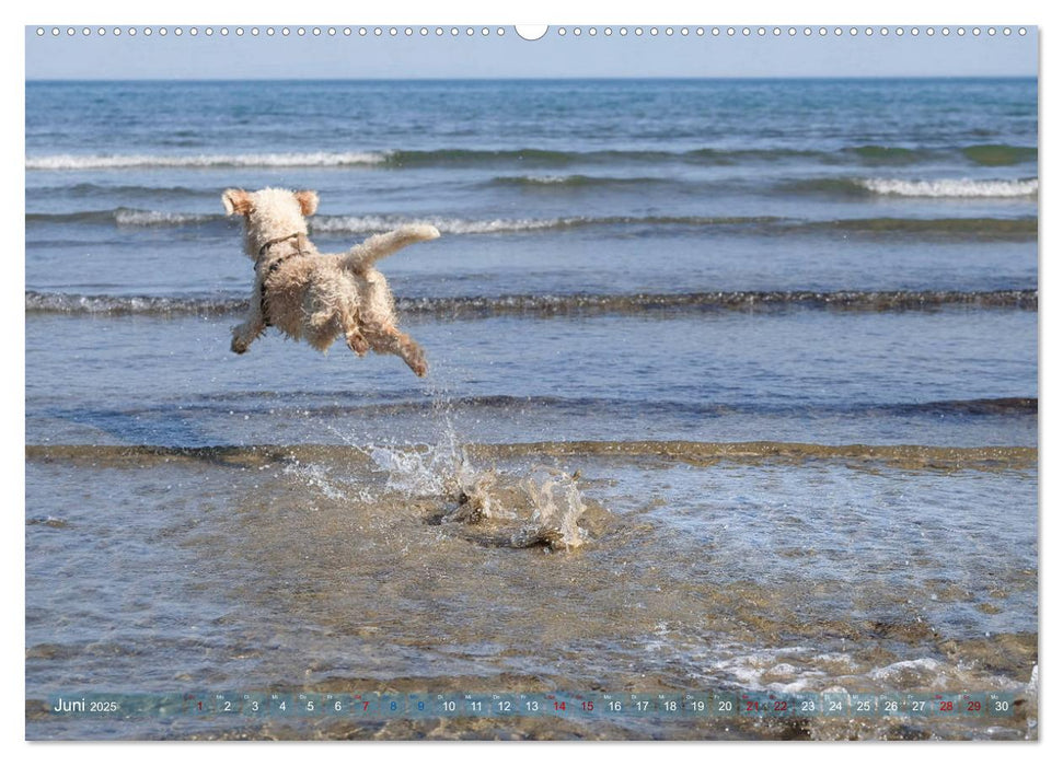 Lagotto Romagnolo - Wasserspiele (CALVENDO Premium Wandkalender 2025)