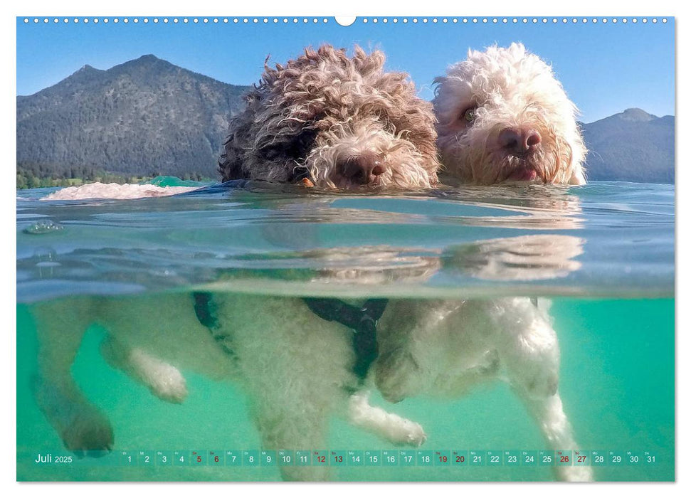 Lagotto Romagnolo - Wasserspiele (CALVENDO Premium Wandkalender 2025)