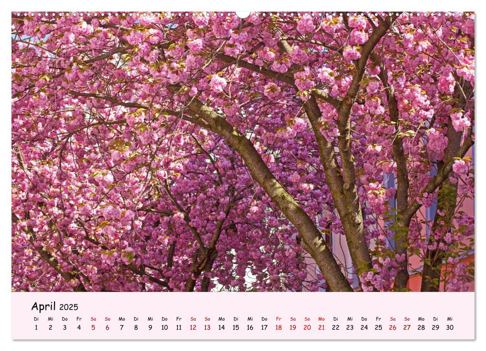 Blüten - in Hülle und Fülle (CALVENDO Premium Wandkalender 2025)