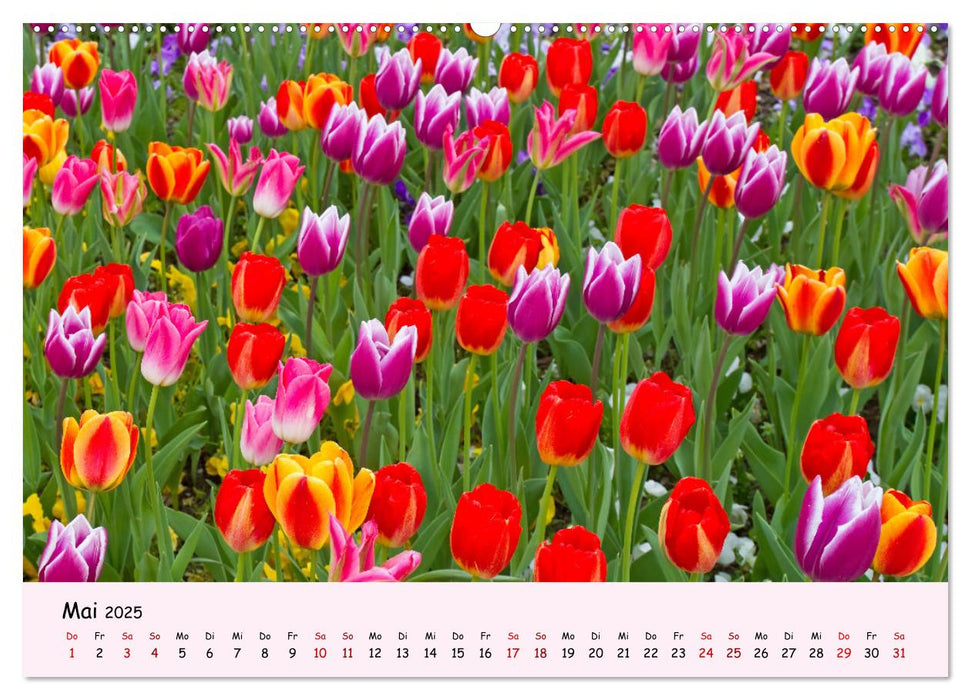 Blüten - in Hülle und Fülle (CALVENDO Premium Wandkalender 2025)