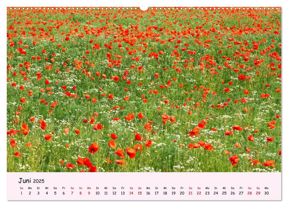 Blüten - in Hülle und Fülle (CALVENDO Premium Wandkalender 2025)