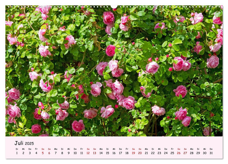 Blüten - in Hülle und Fülle (CALVENDO Premium Wandkalender 2025)