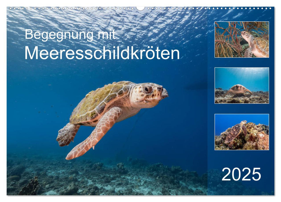 Begegnung mit Meeresschildkröten (CALVENDO Wandkalender 2025)