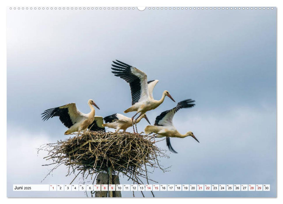 Polen - Masuren (CALVENDO Premium Wandkalender 2025)