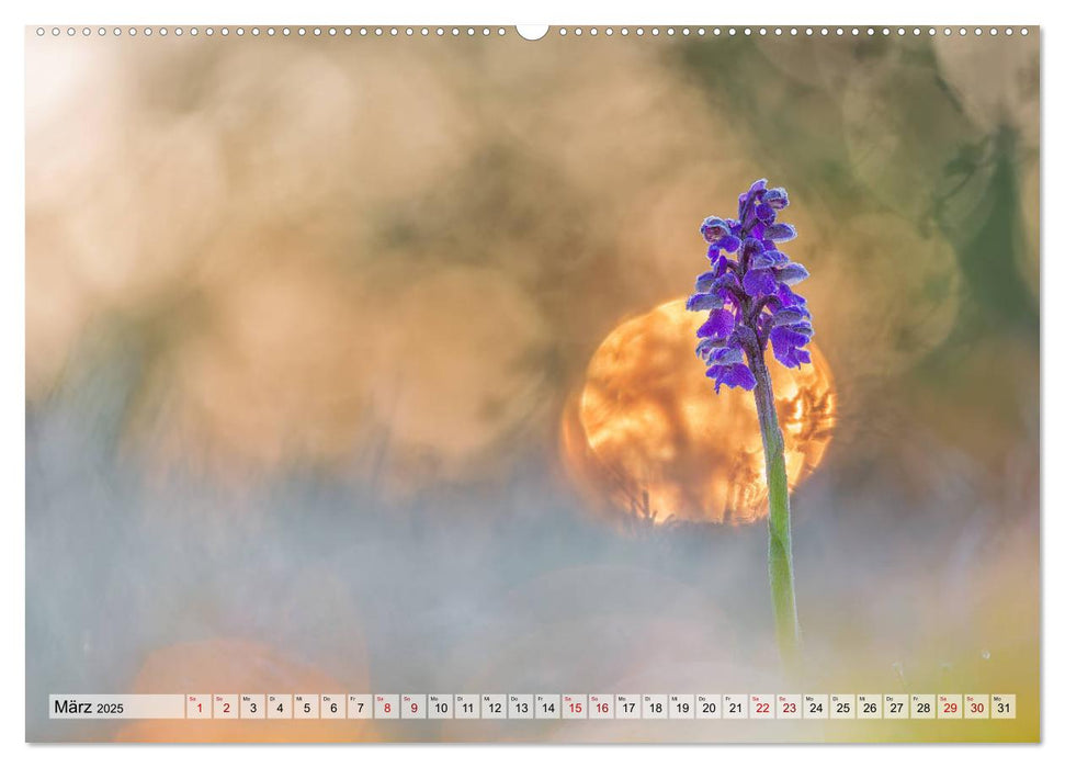 Märchenwelt der Wildblumen (CALVENDO Wandkalender 2025)