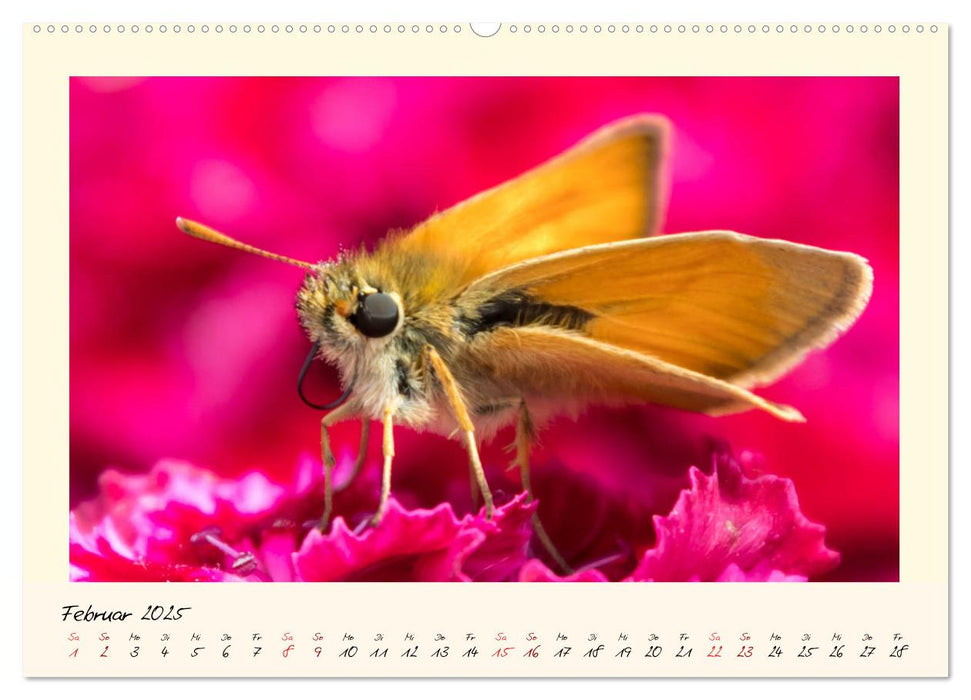 Wunderwelt der Schmetterlinge 2025 Prächtige Sommervögel (CALVENDO Premium Wandkalender 2025)