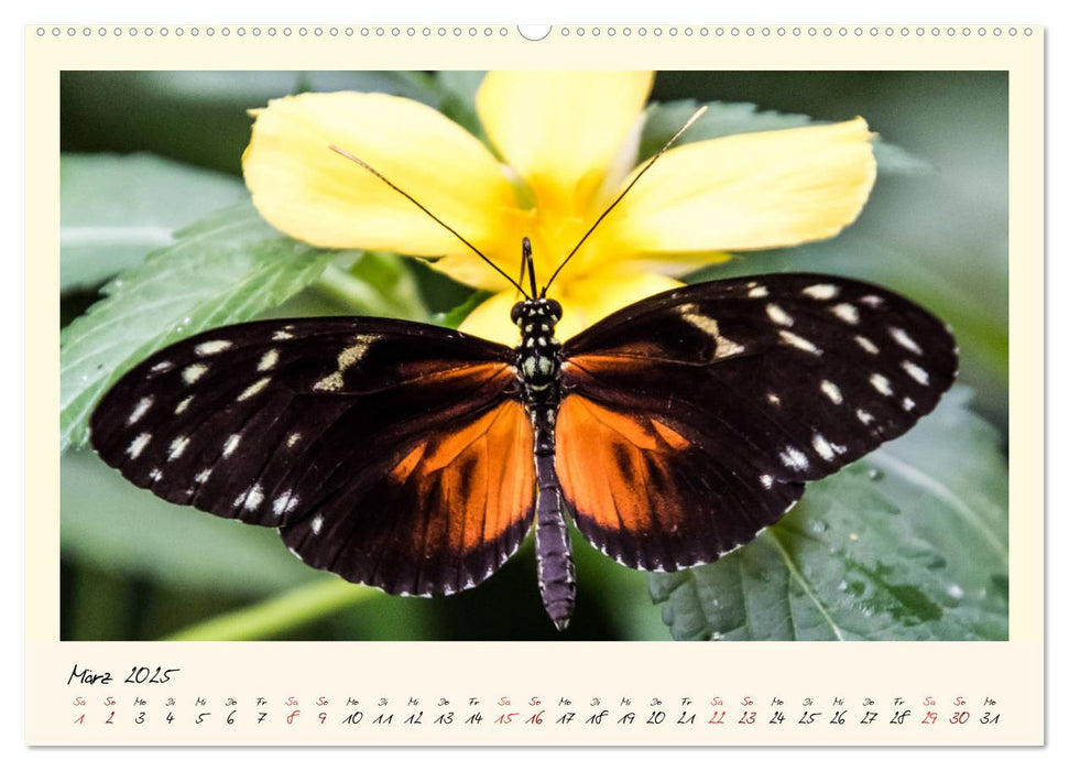 Wunderwelt der Schmetterlinge 2025 Prächtige Sommervögel (CALVENDO Premium Wandkalender 2025)