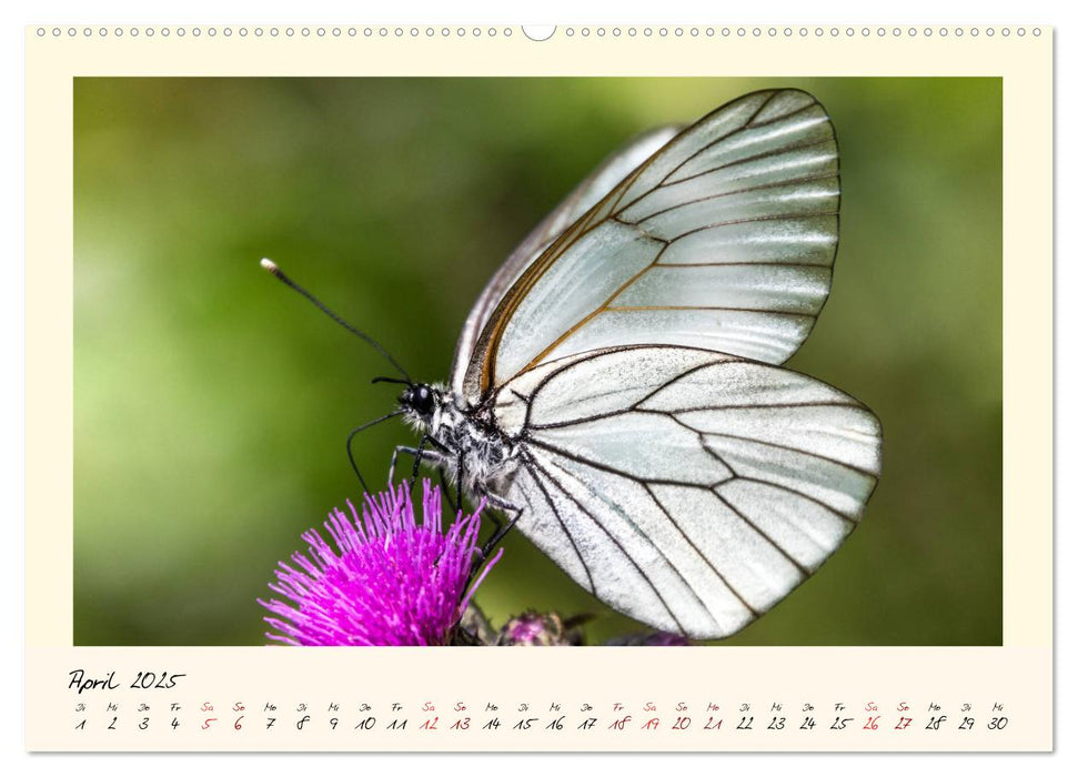 Wunderwelt der Schmetterlinge 2025 Prächtige Sommervögel (CALVENDO Premium Wandkalender 2025)