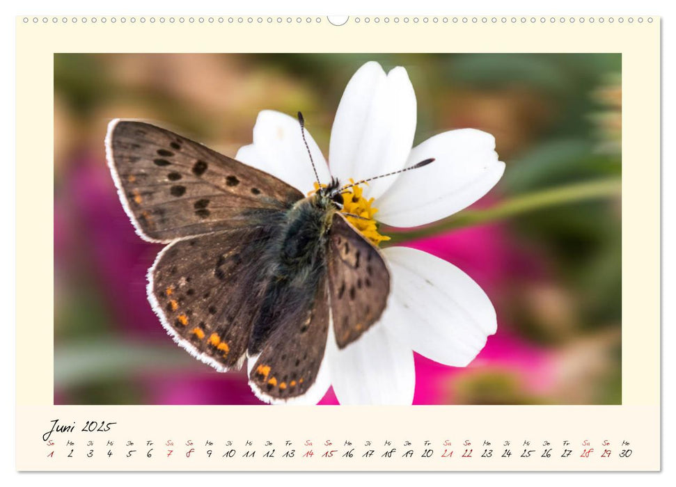 Wunderwelt der Schmetterlinge 2025 Prächtige Sommervögel (CALVENDO Premium Wandkalender 2025)