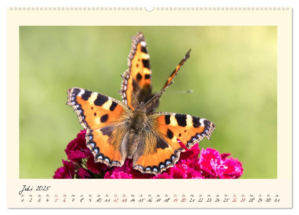 Wunderwelt der Schmetterlinge 2025 Prächtige Sommervögel (CALVENDO Premium Wandkalender 2025)