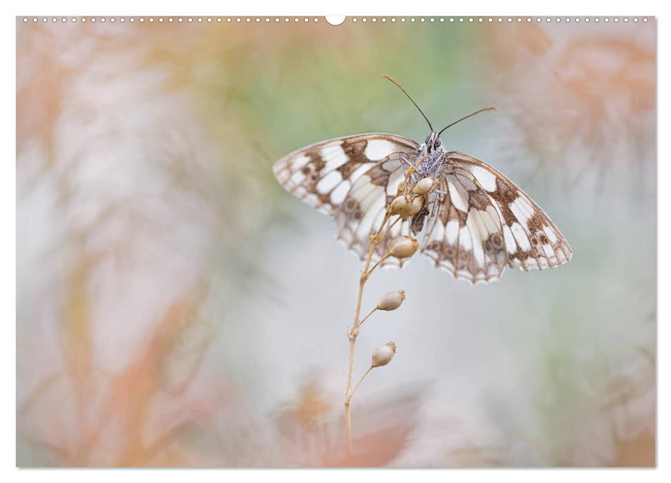 Magie der Schmetterlinge (CALVENDO Premium Wandkalender 2025)