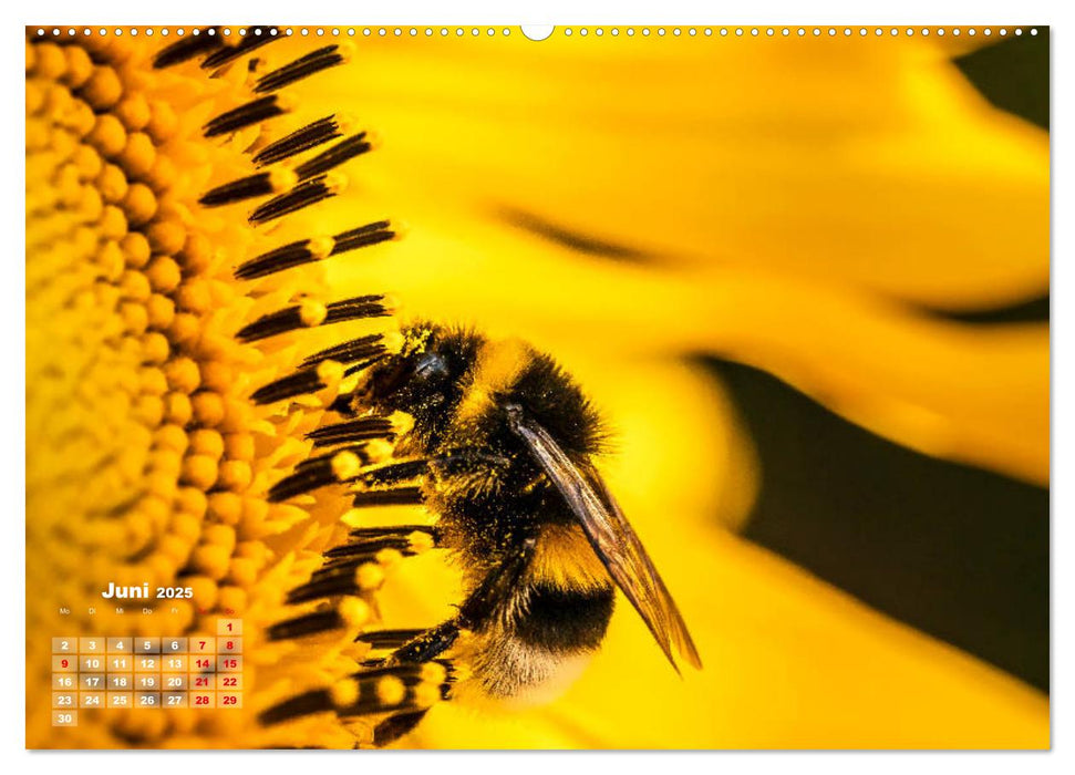 Im Goldenen Glanz der Sonnenblume (CALVENDO Wandkalender 2025)